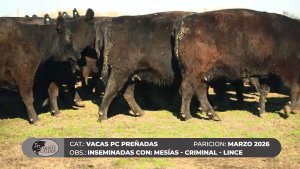 Lote VACAS PC - MONTE CALDEN
