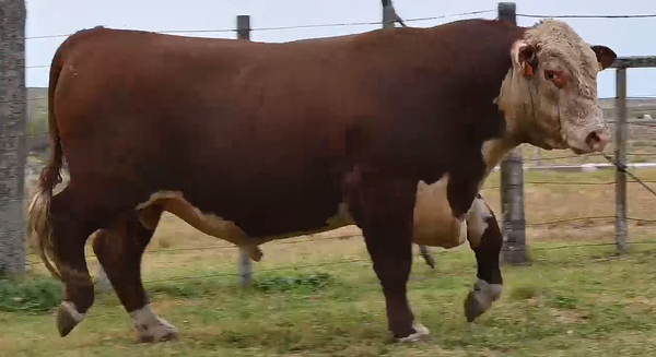 Lote TOROS PI 2 AÑOS Y MEDIO RP 2343 2350 2355