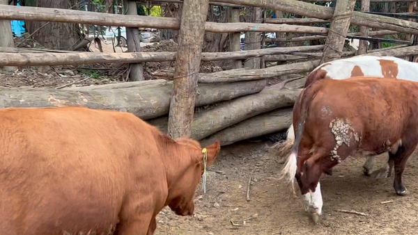 Lote 17 Vaquilla Gorda en Melipilla, Región Metropolitana