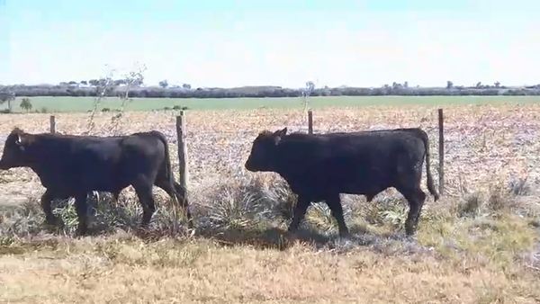 Lote (Vendido)2 Toros 360kg -  en BUENA VISTA