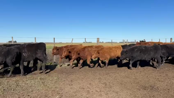 Lote 90 Terneras