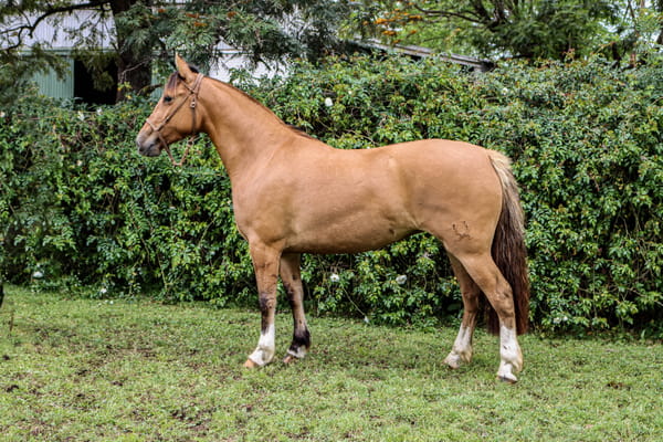 Lote RP  3473 - PORÁ JIJENA