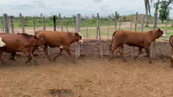Lote 75 Vaquillonas en Palo Santo, Formosa
