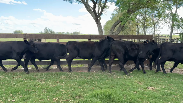 Lote NOVILLOS 1 a 2 AÑOS