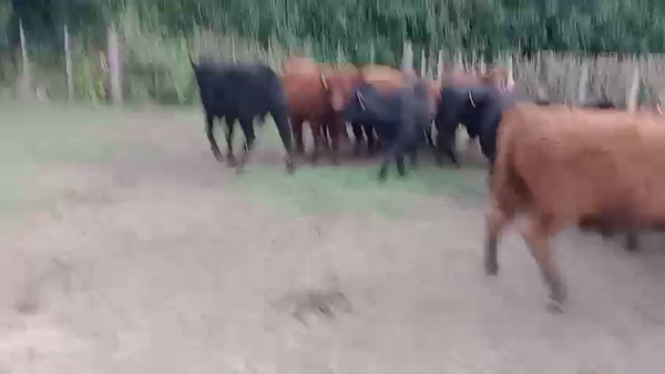 Lote 18 Terneros Bolivar