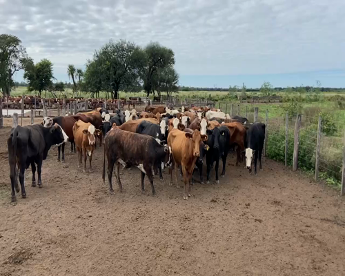 Lote 69 Vacas de invernar en Pirané, Formosa