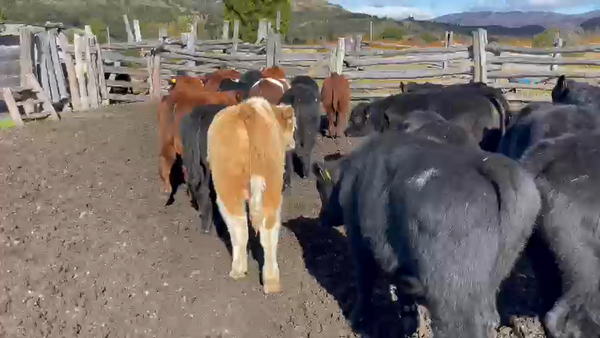 Lote 25 Ternero en Chile Chico, XI Región Aysén
