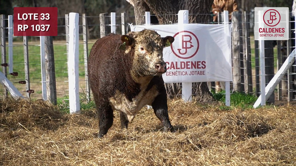 Lote Toro PR