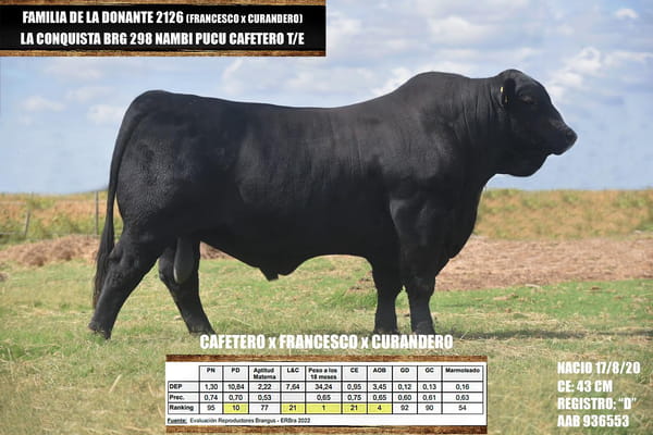 Lote RP 298 LA CONQUISTA BRG 298