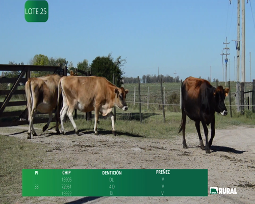 Lote VAQUILLONAS PARA ENTORAR