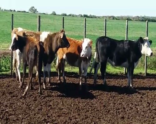 Lote (Vendido)4 Vaquillonas  250kg - , Colonia