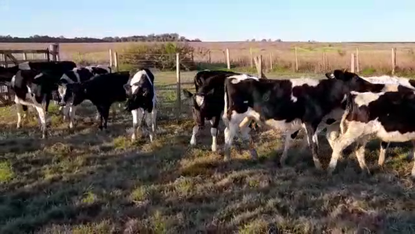 Lote TERNEROS HOLANDO