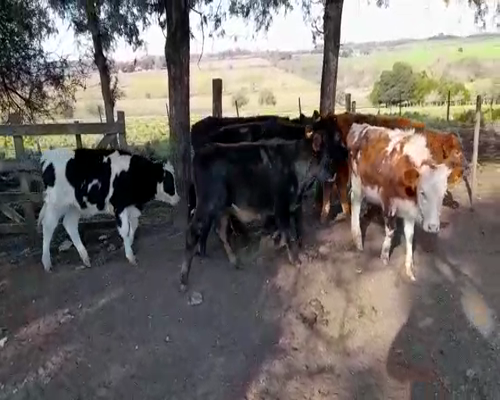 Lote (Vendido)14 Terneros y Terneras en ZONA ESPERANZA