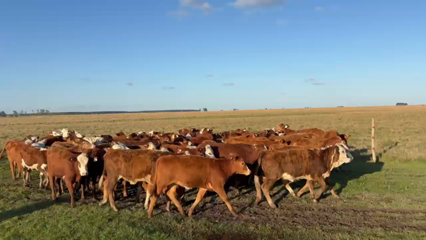 Lote 72 Terneras en Corrientes, Goya