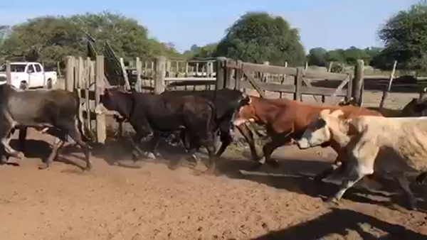 Lote 110 Terneros en Pto. Eva Perón, Chaco