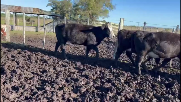 Lote VACAS DE INVERNADA