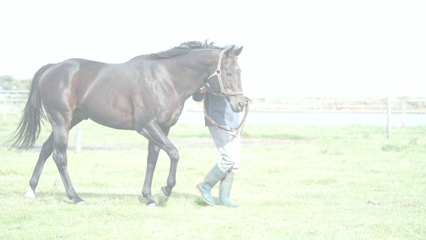 Lote GALAN DE CINE (SUCCESSFUL APPEAL -  GLAMOROUS ONE) PADRILLO