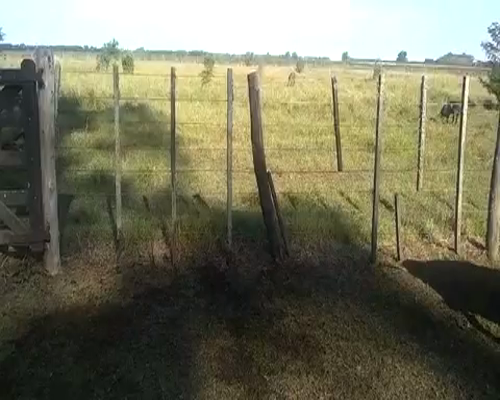 Lote 9 Terneras en Gral. Belgrano, Buenos Aires