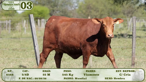 Lote LOTE 3
