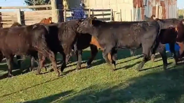 Lote 11 Terneros, San José