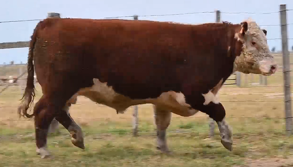 Lote TOROS PI 2 AÑOS RP 2373 2429 2431