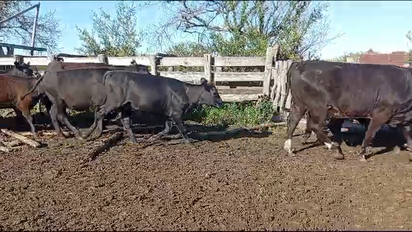 Lote 50 Novillitos y vaquillonas