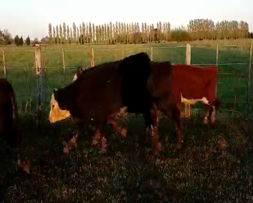 Lote 50 Terneros en Brandsen, Buenos Aires