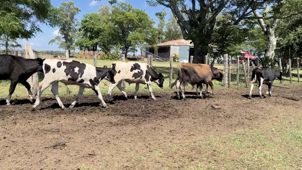 Lote TERNEROS HOLANDO