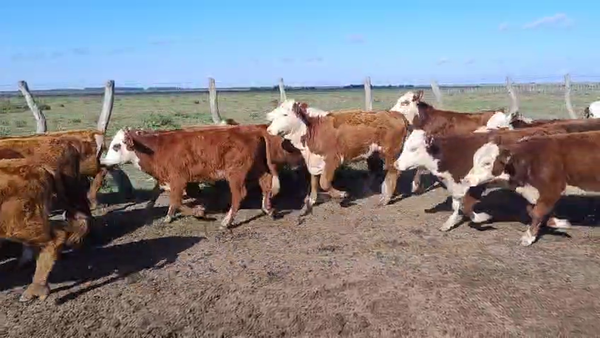 Lote 260 Terneros/as
