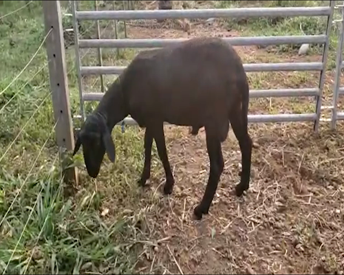 Lote Macho P1 50kg -  en San Ignacio
