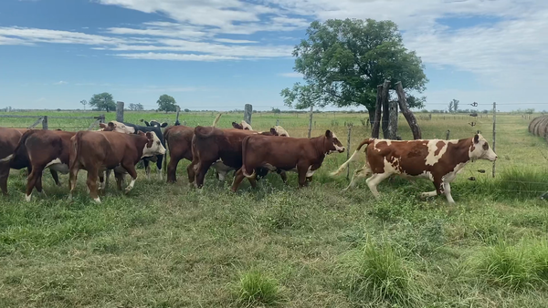 Lote 11 Vaquillonas en Santa Fe, Humberto 1º