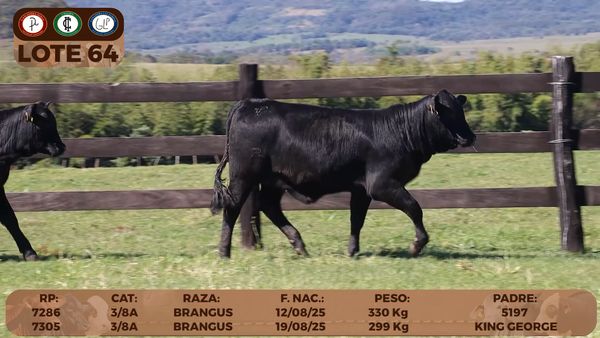Lote LOTE 64