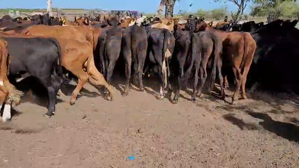 Lote 70 Terneros/as en Villaguay, Entre Ríos