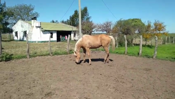 Lote 1 Padrillos en Corrientes, Curuzú-Cuatiá