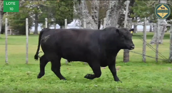 Lote TOROS RP 2675 2690 2710