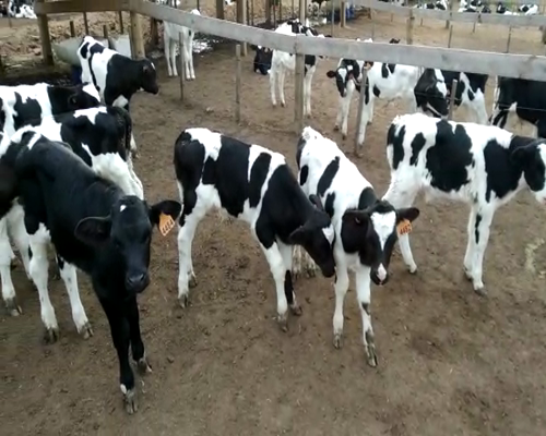 Lote 13 Terneros HOLANDO 70kg - , San José