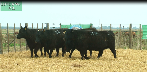 Lote VAQUILLONAS P.C. 15 MESES - PREÑADAS - PARICION PRIMAVERA
