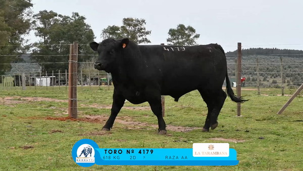Lote TOROS