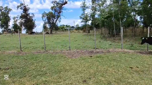 Lote TERNEROS HOLANDO