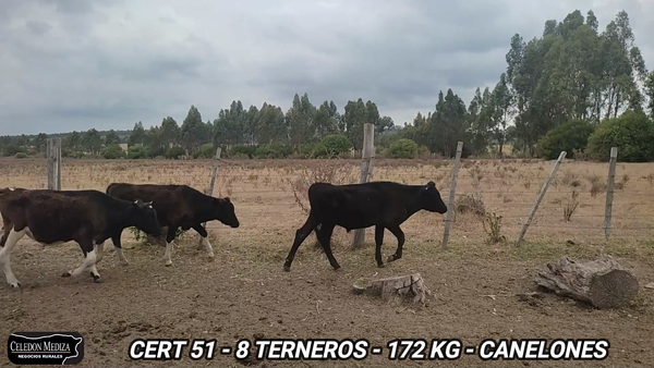 Lote 8 Terneros en Canelones