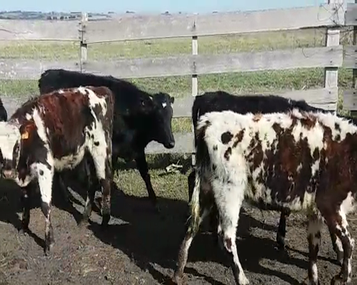 Lote (Vendido)5 Terneras 3NO  - 2HO/ AA 170kg -  en COLONIA AMERICA
