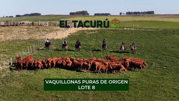 Lote El Tacurú