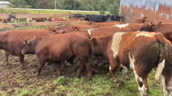 Lote 13 Ternero en Cisnes, XI Región Aysén