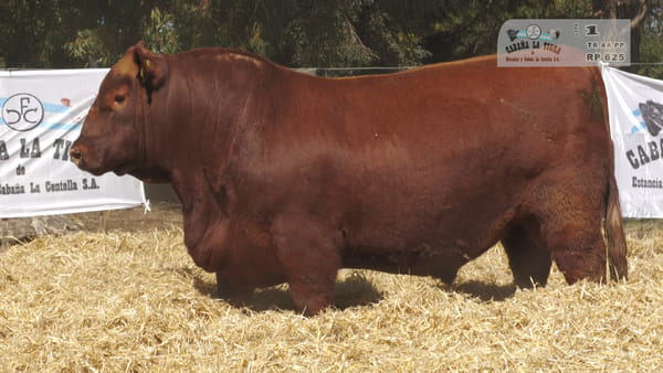 Lote MACHOS ANGUS PUROS DE PEDIGREE