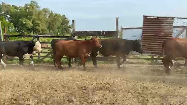 Lote TERNERAS