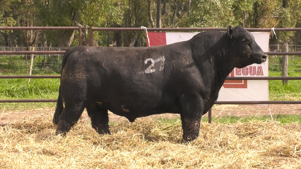 21 1165 — TOROS ANGUS NEGROS  PC