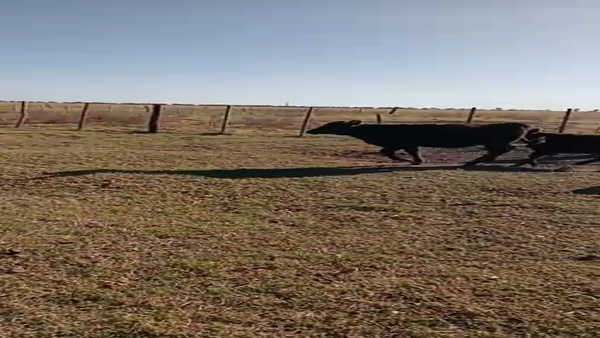 Lote 16 Terneros en Benito Juárez, Buenos Aires