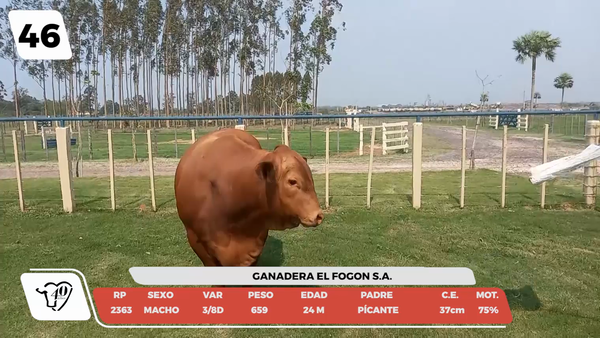 Lote LOTE 46 -DE CAMPO