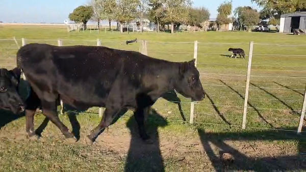 Lote 45 Vacas P/ Invernar en Olavarria