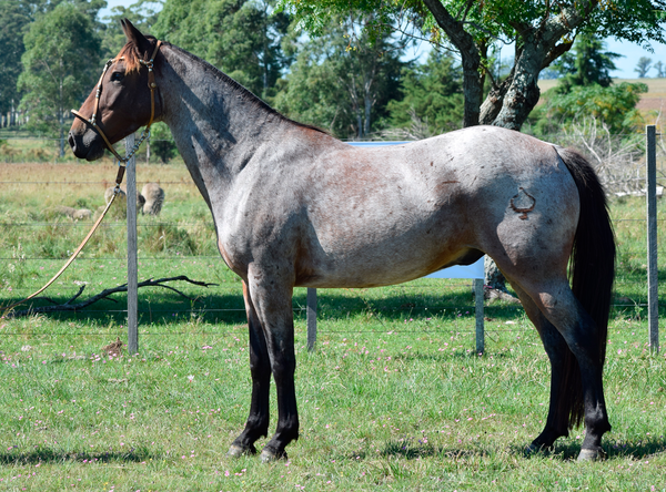 Lote PULEDRO SAN TELMO